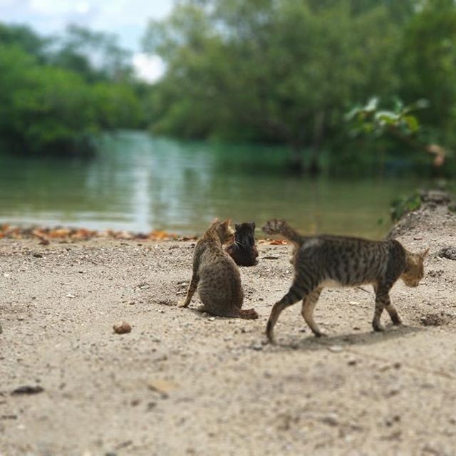 Wisata ke Pulau Kucing ala Indonesia, Siap Bersaing Sama Jepang 