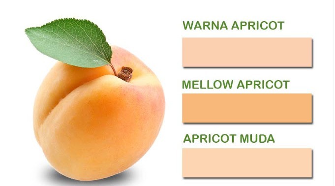 Warna apricot seperti apa