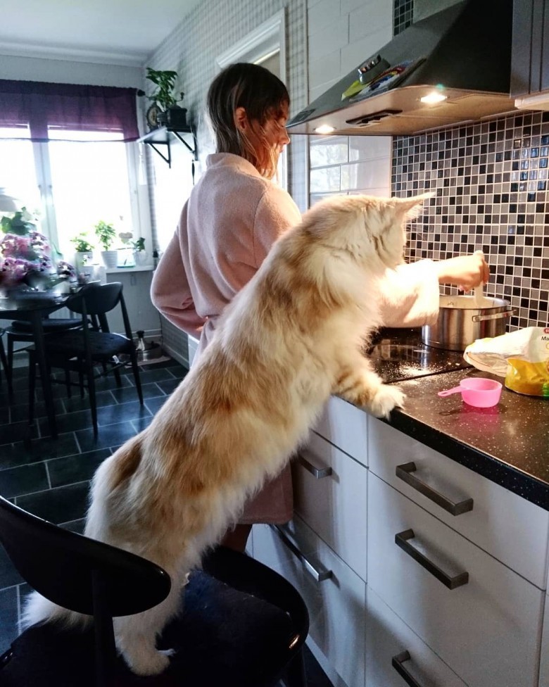 Foto Kucing Lucu Ini Bakal Buat Kamu Mikir, Gede Banget Cuy 