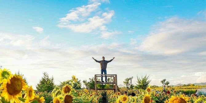 Kebun Bunga Matahari Paling Hits Kalian Wajib Datang