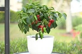 Jalapeno Plant Care Cara Menanam Jalapeno Peppers Id Haenselblatt Com