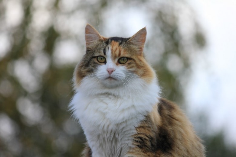 Jenis Kucing yang Pernah Dipelihara Rosulullah SAW dan Kenapa 