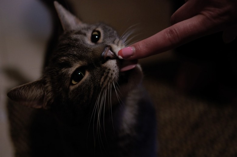 Jenis Kucing yang Pernah Dipelihara Rosulullah SAW dan Kenapa 